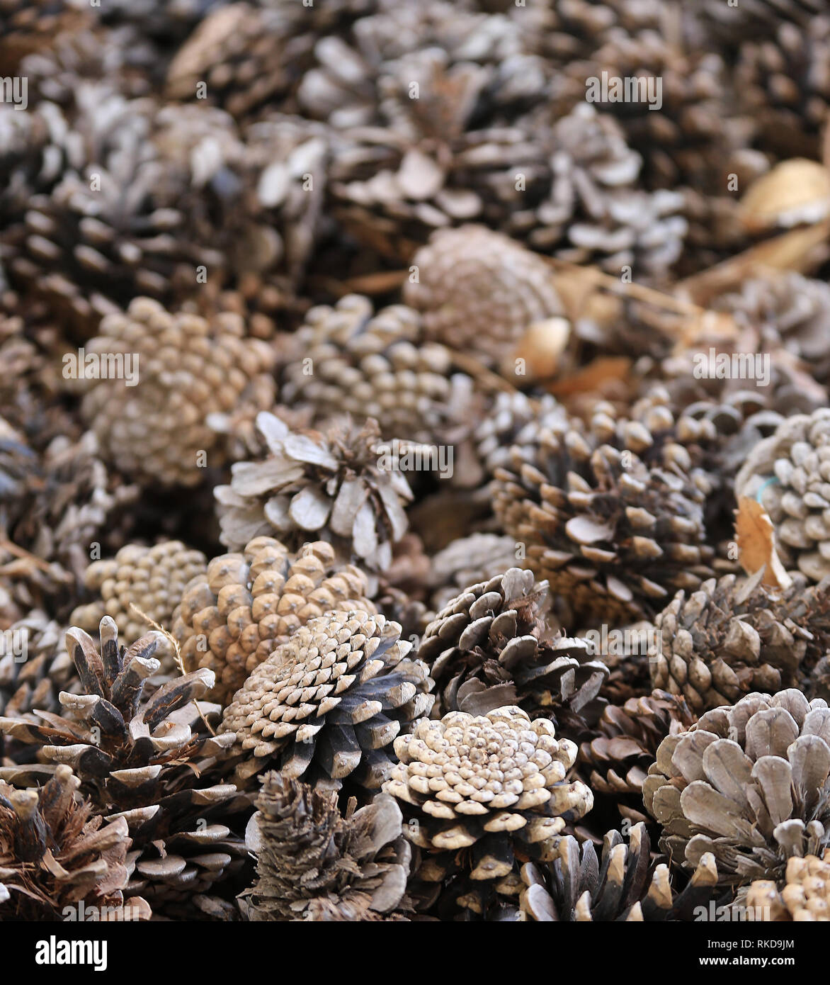 Tannenzapfen hautnah Stockfoto