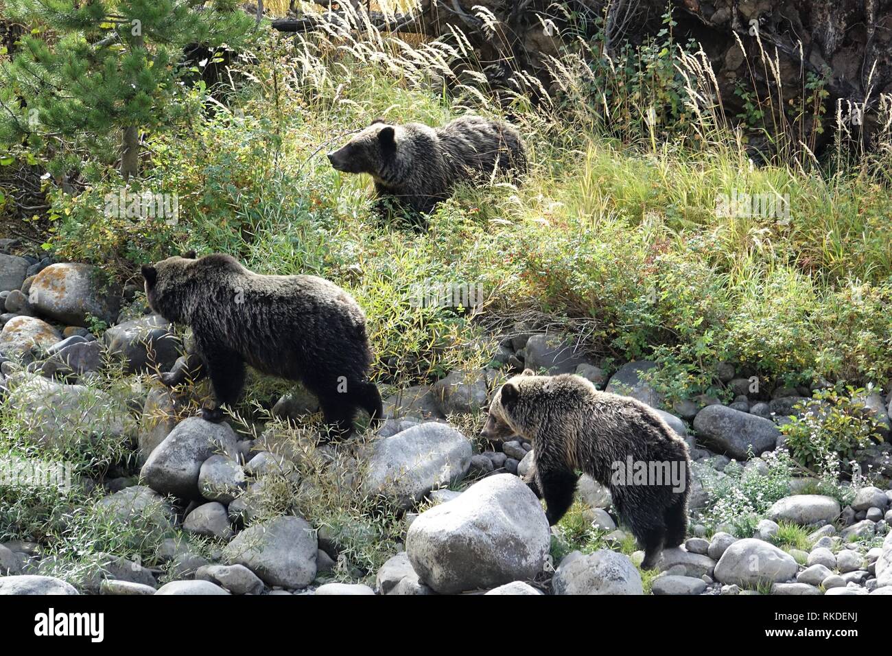 Weibliche grizzly Bär Lehre zwei Junge wie man nach Beeren Stockfoto