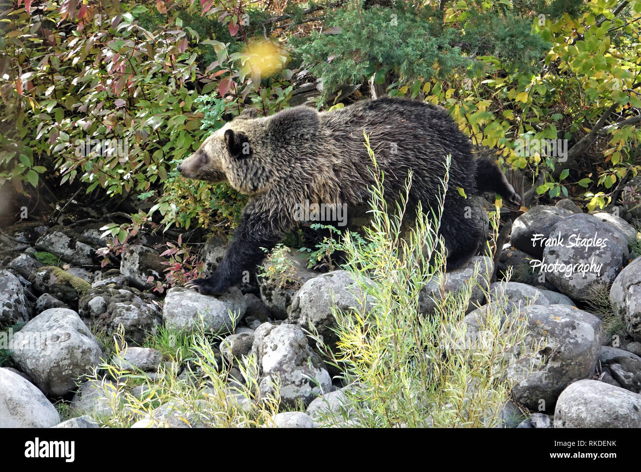 Weibliche grizzly Bär Lehre zwei Junge wie man nach Beeren Stockfoto