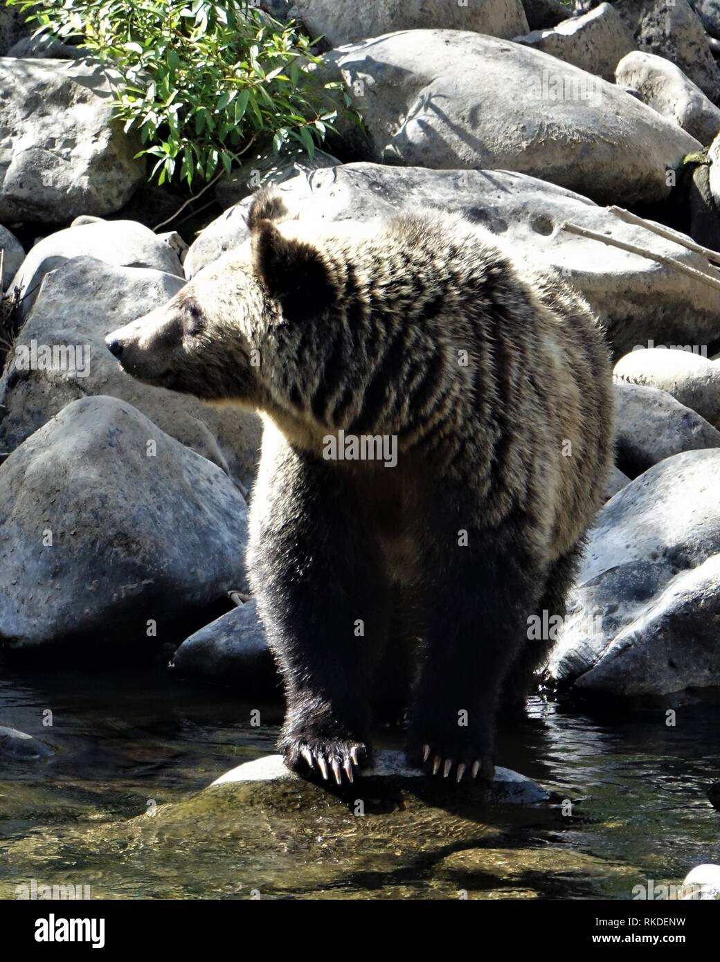 Ein erwachsener Grizzly Bär watet in einem Bergbach Stockfoto