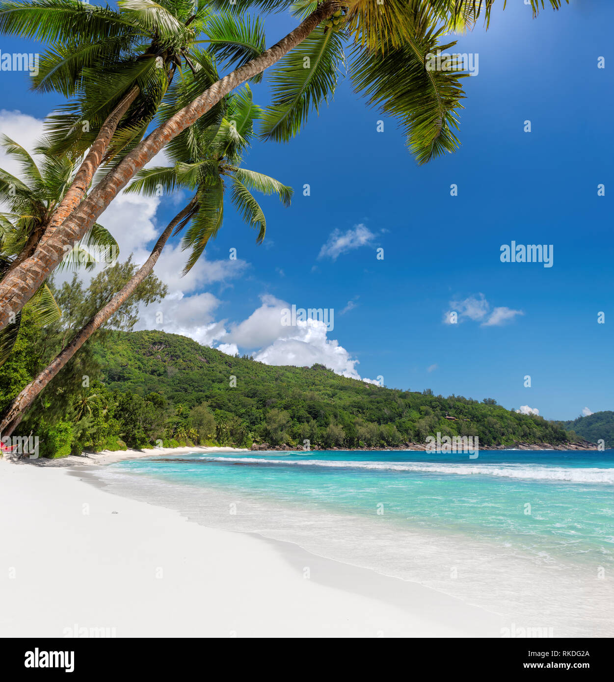 Unberührte exotische Strand mit weißem Sand und Palmen rund um. Stockfoto