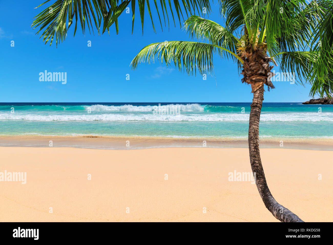 Paradise Sandstrand mit Coco Palm Stockfoto