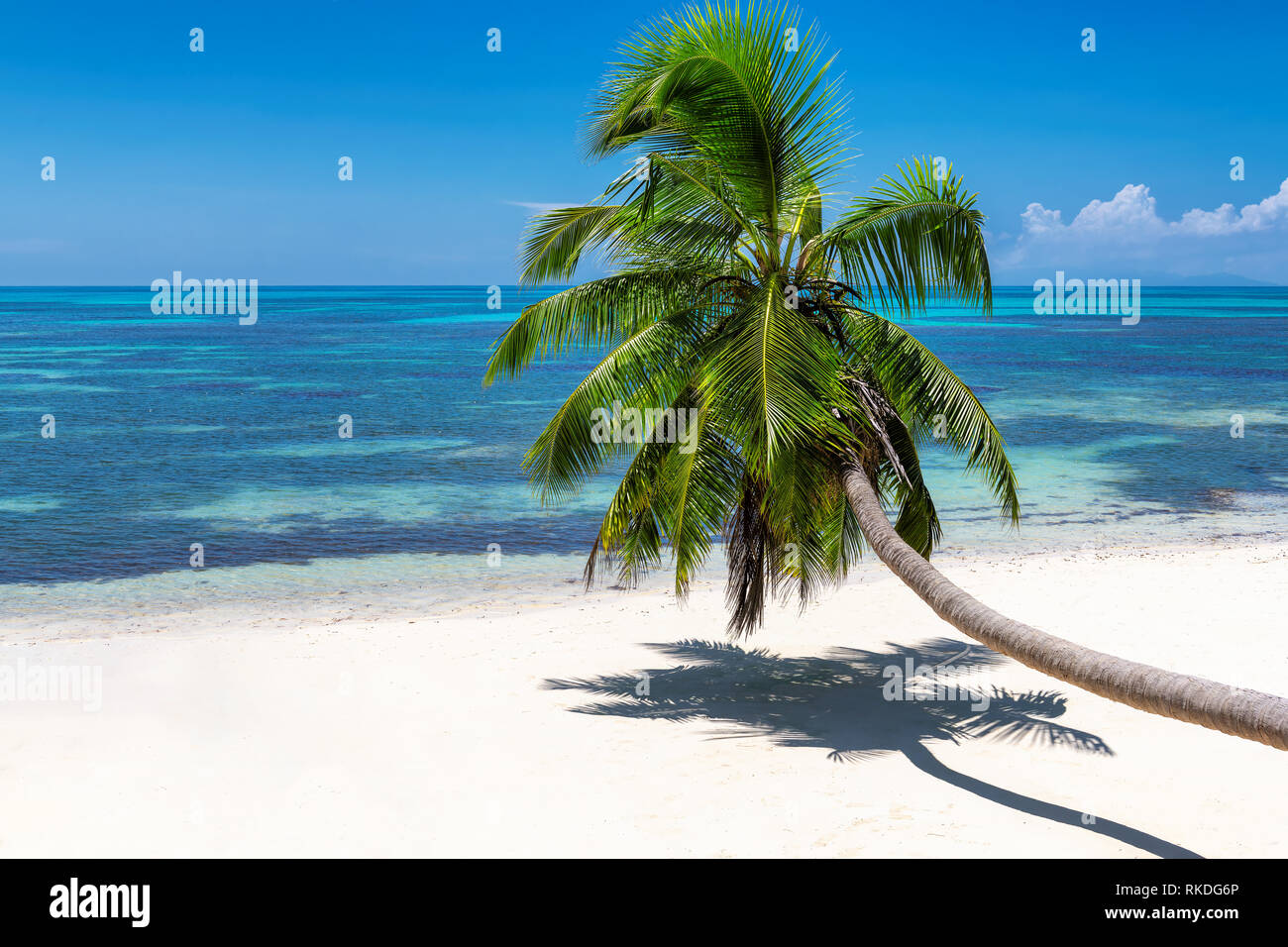 Coco Palm am Paradise Beach Stockfoto