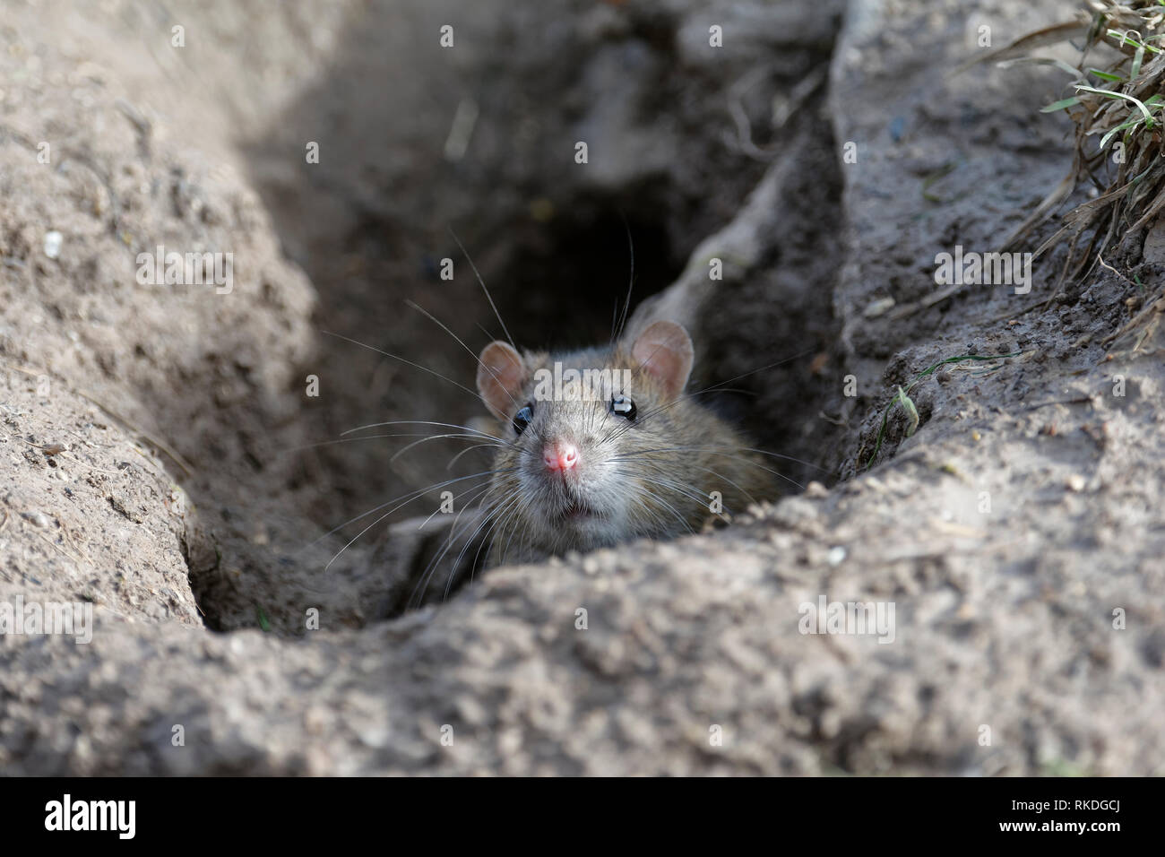 Braune Ratte - Rattus norvegicus Emerging vom Loch im Boden Stockfoto