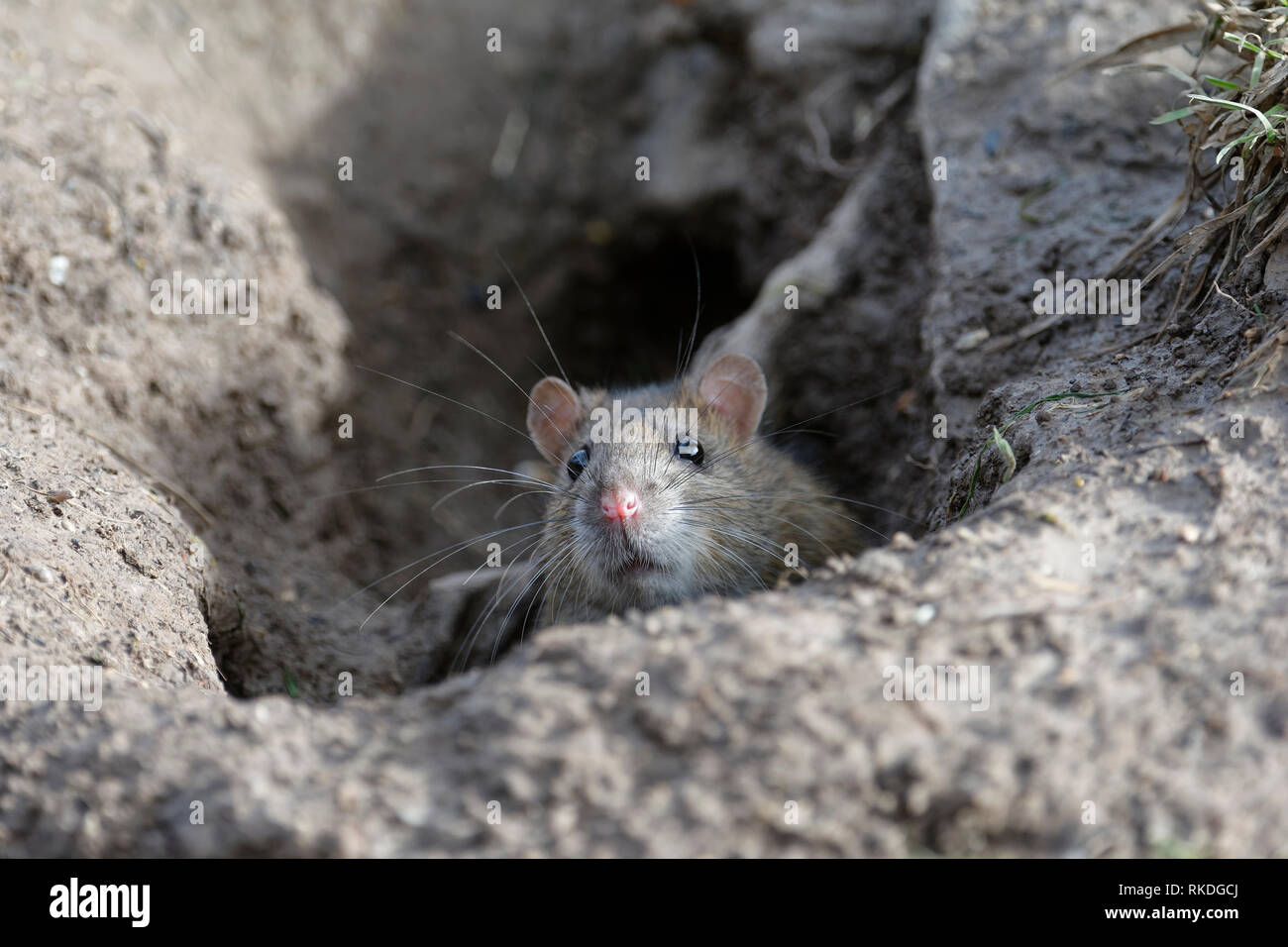 Braune Ratte - Rattus norvegicus Emerging vom Loch im Boden Stockfotografie  - Alamy