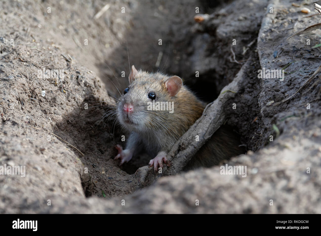 Braune Ratte - Rattus norvegicus Emerging vom Loch im Boden Stockfoto