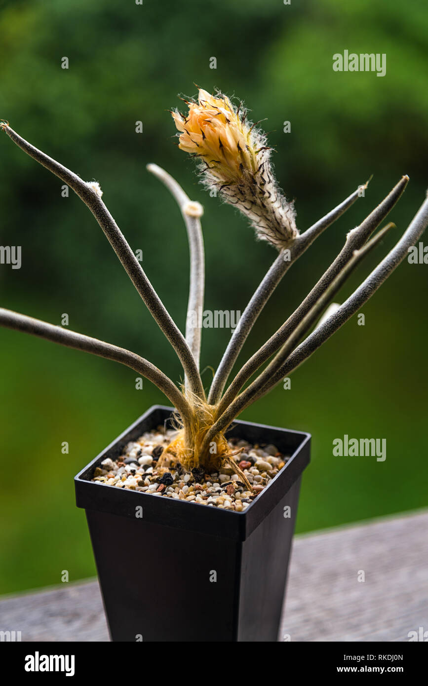 Kakteen blühen seltene Blume im Topf isoliert - Astrophytum Caput Medusae Stockfoto