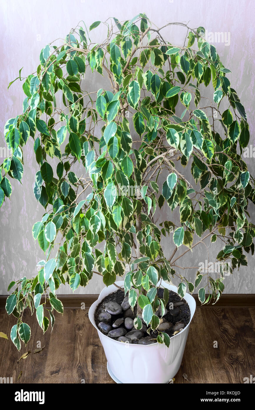 Schne dekorative Zimmerpflanze Ficus benjamina in einem weien Blumentopf  wachsen Stockfotografie - Alamy