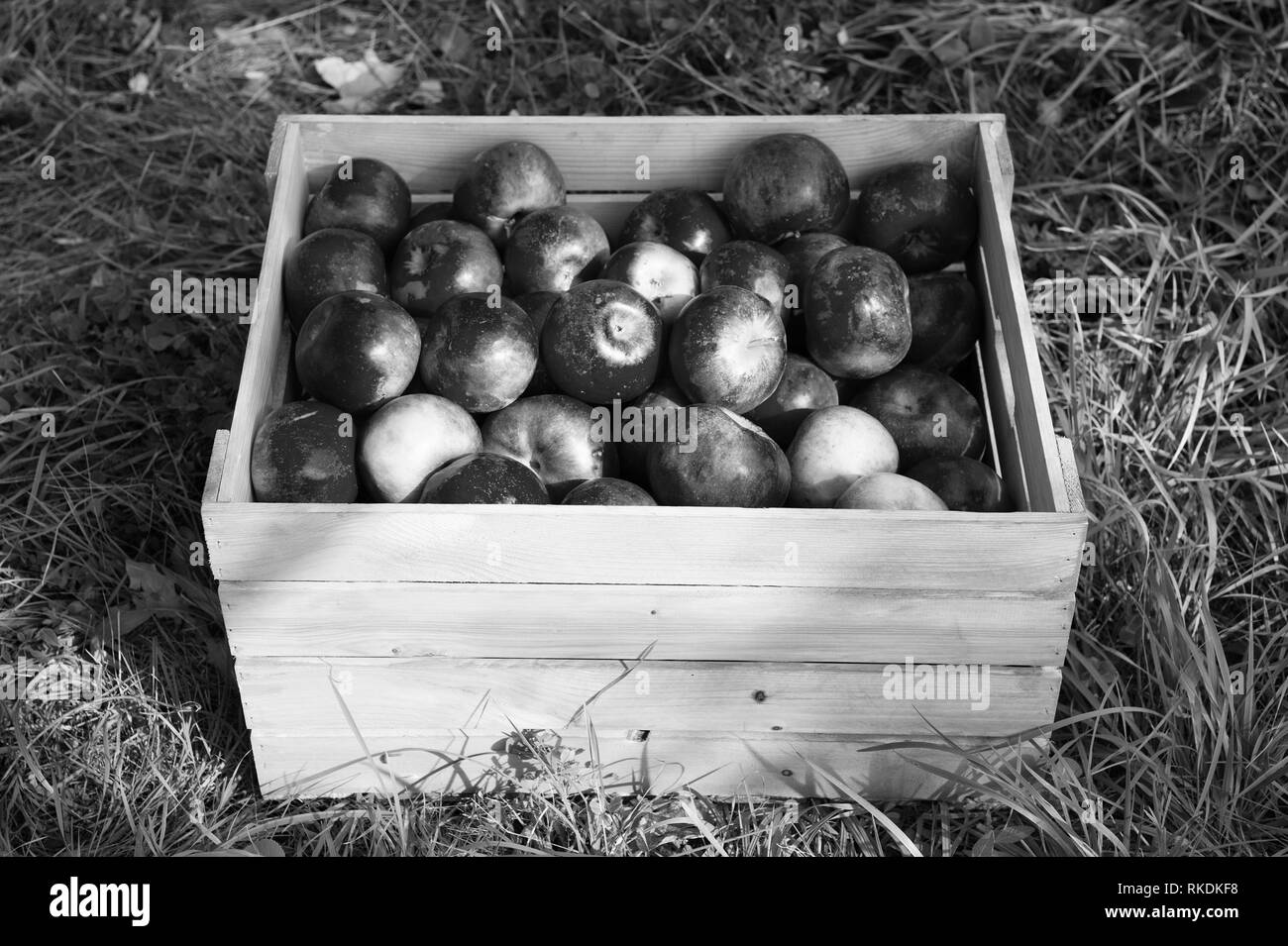 Apfel Rote Reife Fruchte Im Holzkasten Auf Gras Apfelernte
