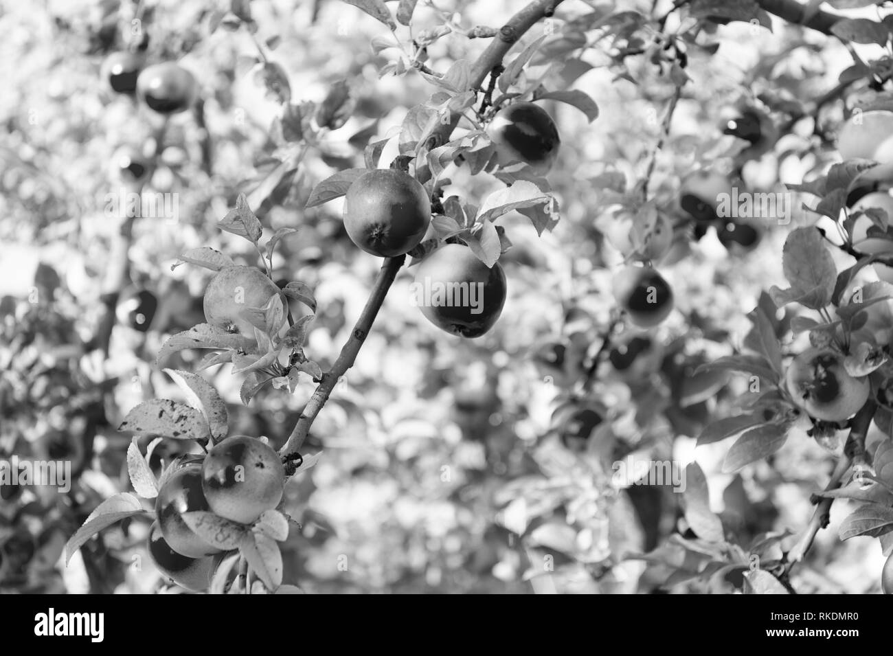 Apfel Rote Reife Fruchte Auf Zweig Himmel Hintergrund Apfel