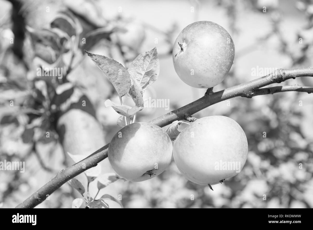 Apfel Gelb Reife Fruchte Auf Zweig Himmel Hintergrund Apfel