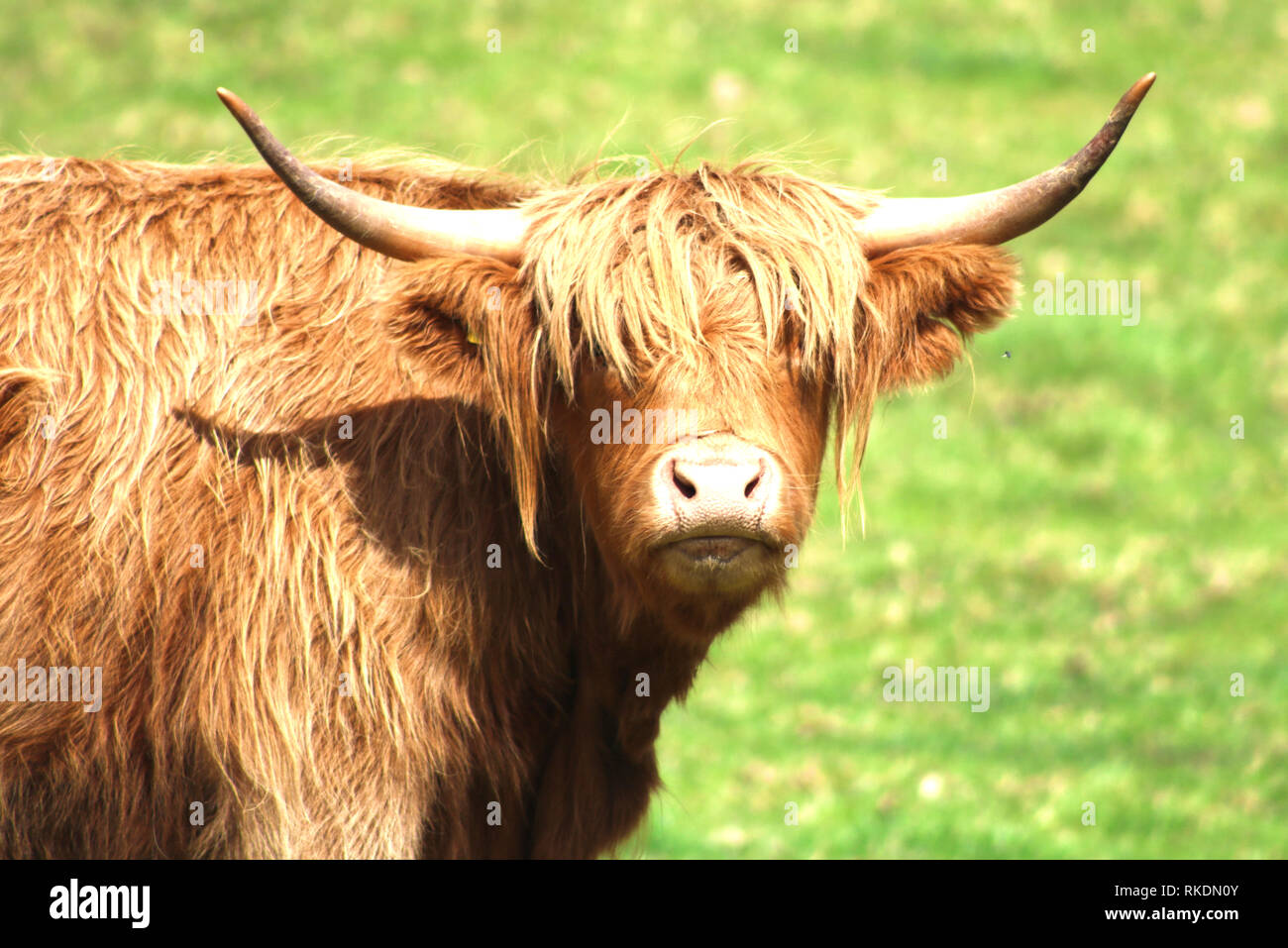 Highland Kuh in Schottland Stockfoto