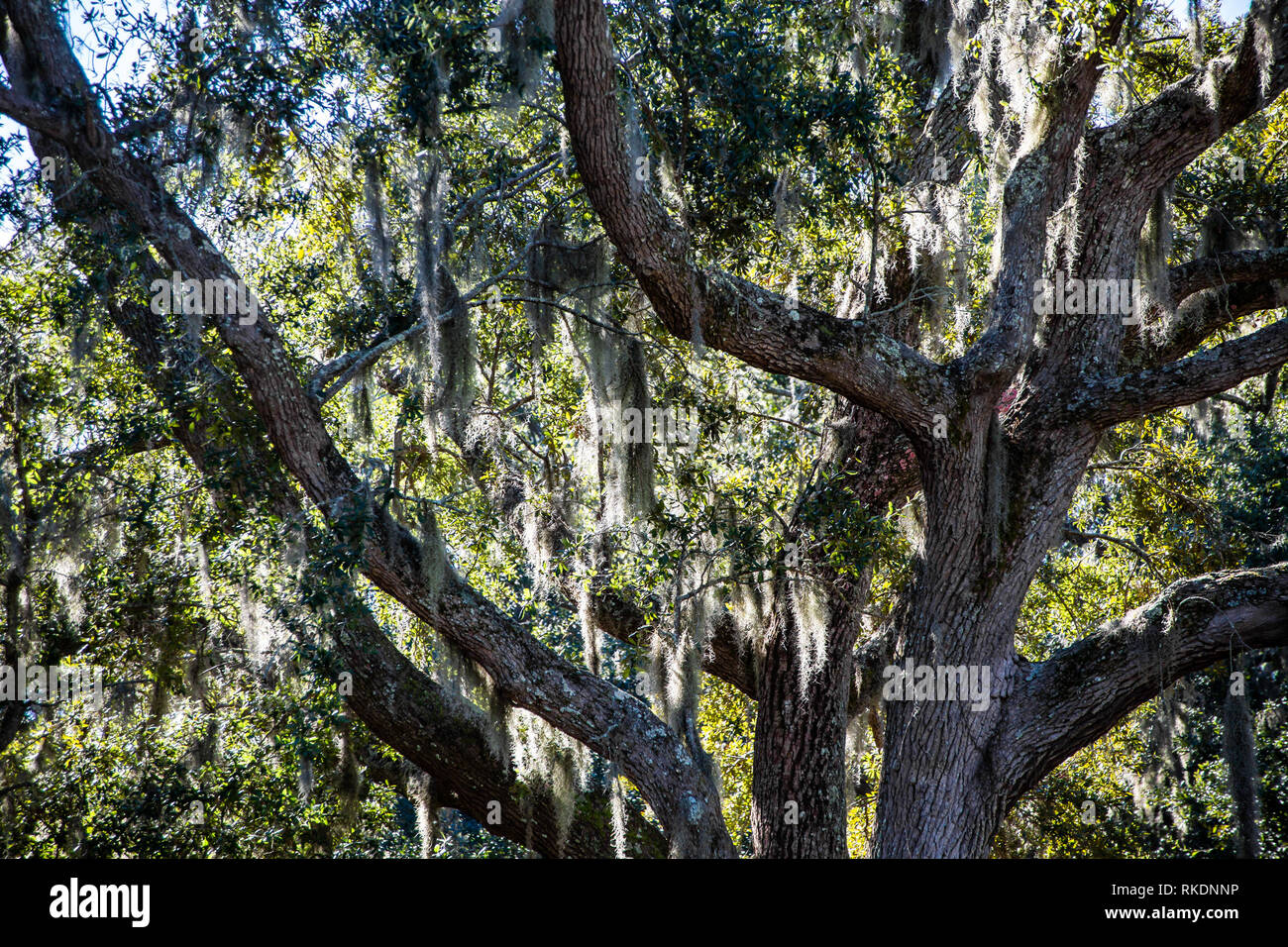 Dschungelmoos behangen über Eiche Glieder in einem massiven LIve Oak Tree Stockfoto