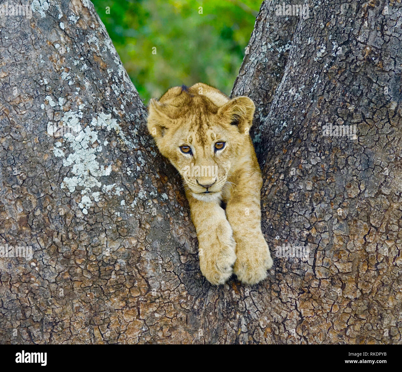 Baumklettern Löwenjunge im Tarangire Nationalpark, Tansania Stockfoto