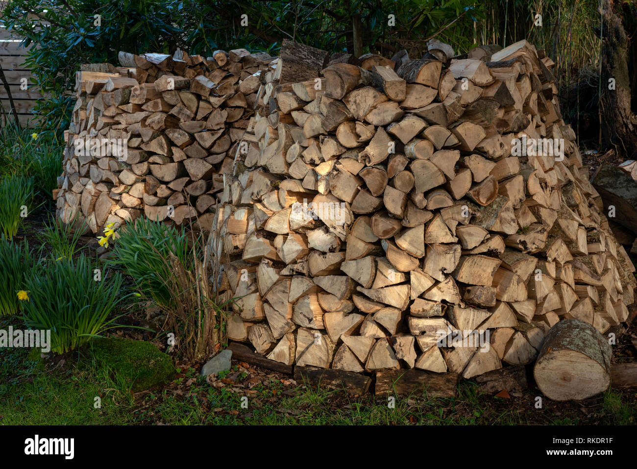 Haufen Brennholz schneiden Baumstämme. Stapel Holz als Brennholz Material durch Scheune Wand. Haus autark Energie. Stockfoto