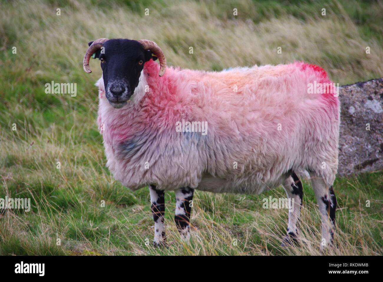 Gefärbt schottischen Blackfaced Schafe durch Wistmans Holz, Dartmoor National Park, zwei Brücken. Devon, UK. Stockfoto