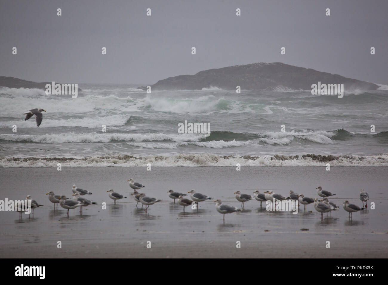 Long Beach, Vancouver Island, British Columbia, Kanada Stockfoto