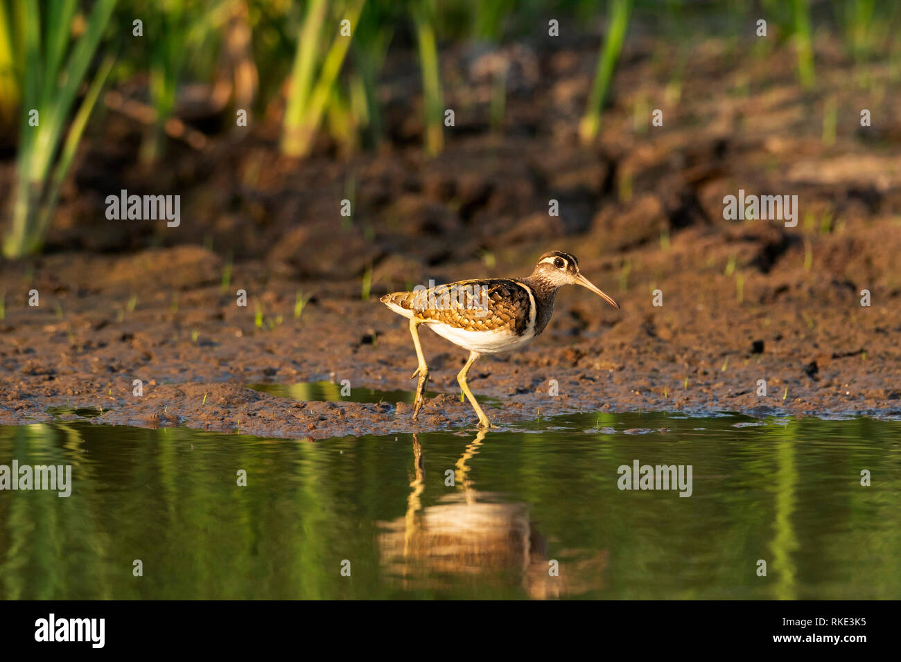 Malte snipe, Bhigwan, Maharashtra, Indien Stockfoto