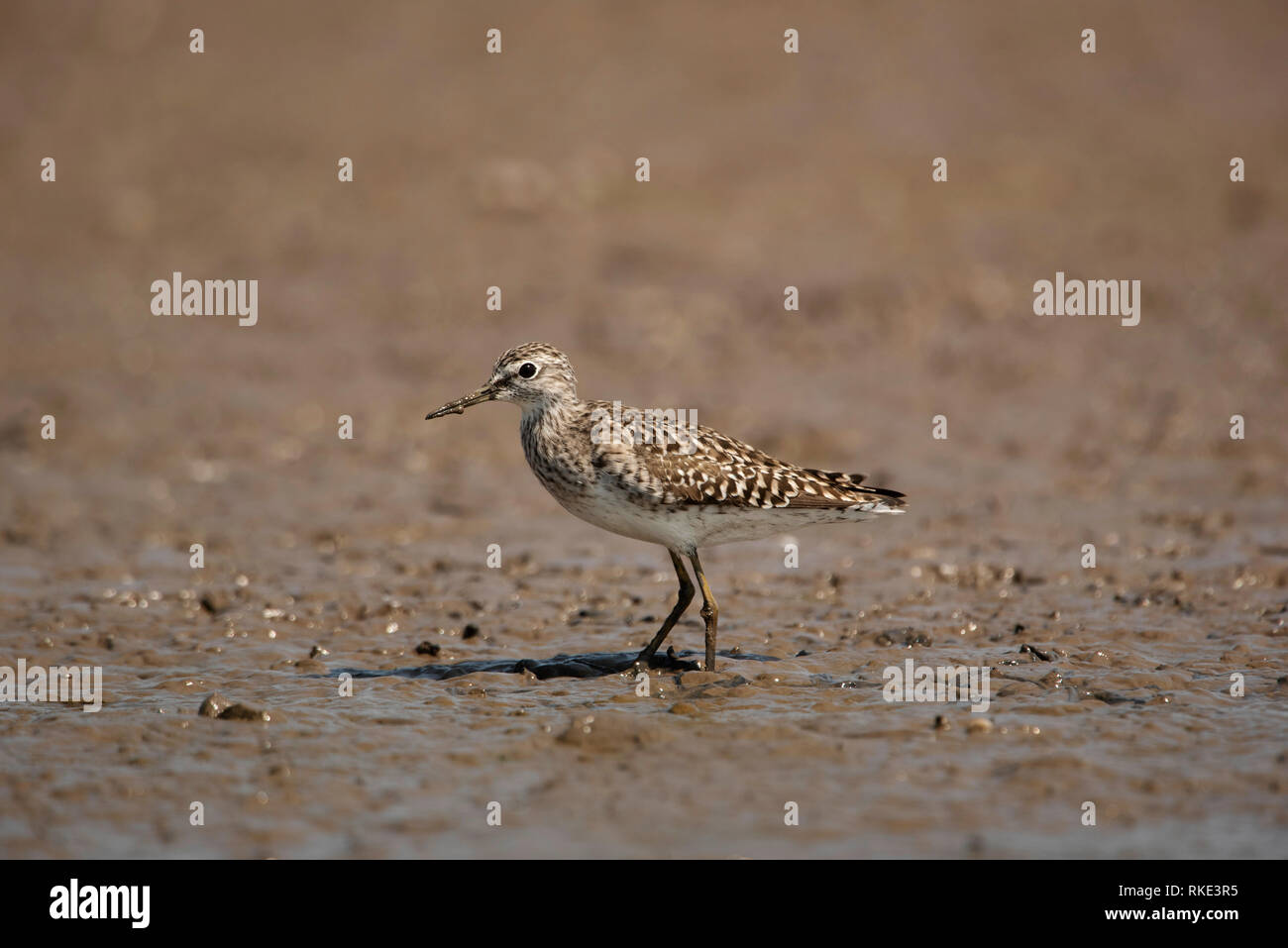 Bruchwasserläufer, Tringa glareola, Bhigwan, Maharashtra, Indien Stockfoto