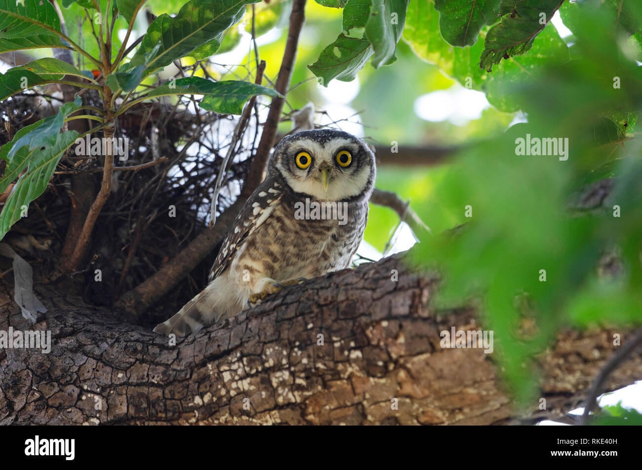 Gefleckte owlet, Athene Brama, Andhari Tadoba Tiger Reserve, Maharashtra, Indien Stockfoto