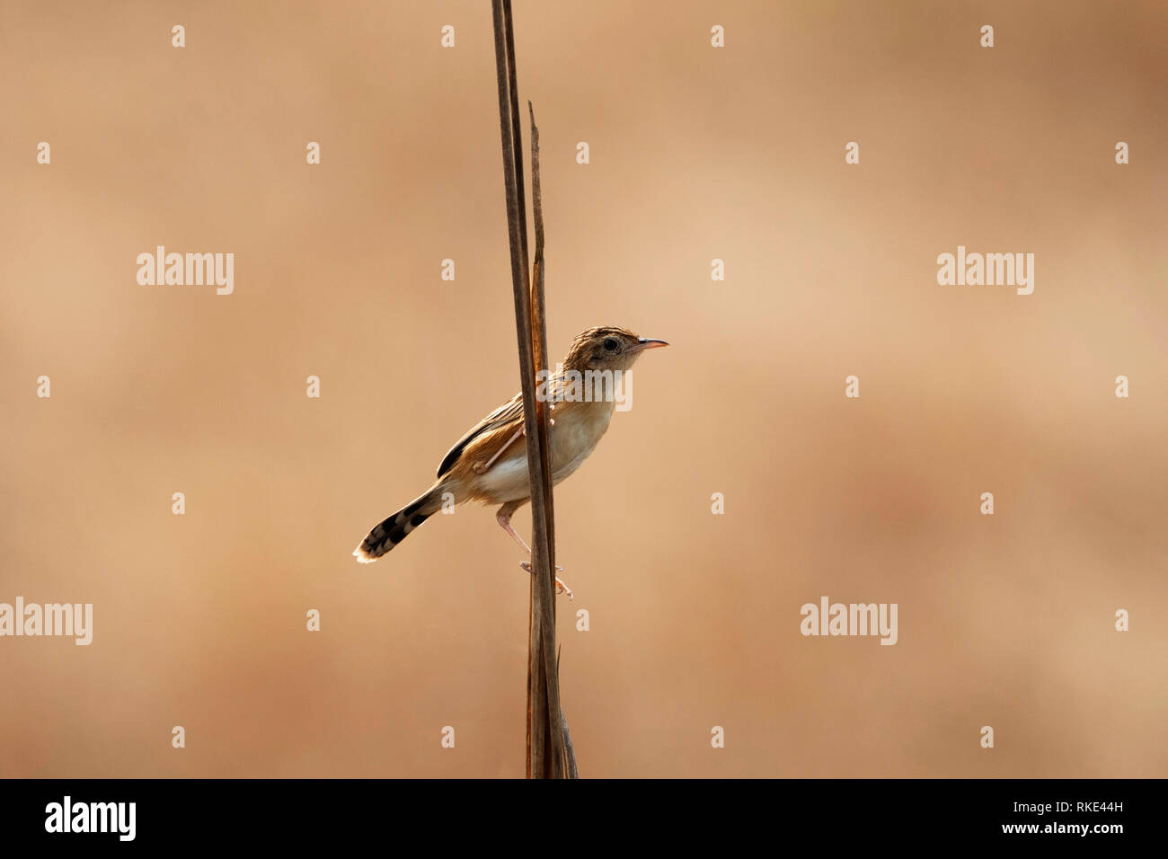 Zitting, Cisticola juncidis Cisticola, Kanha Tiger Reserve, Madhya Pradesh, Indien Stockfoto