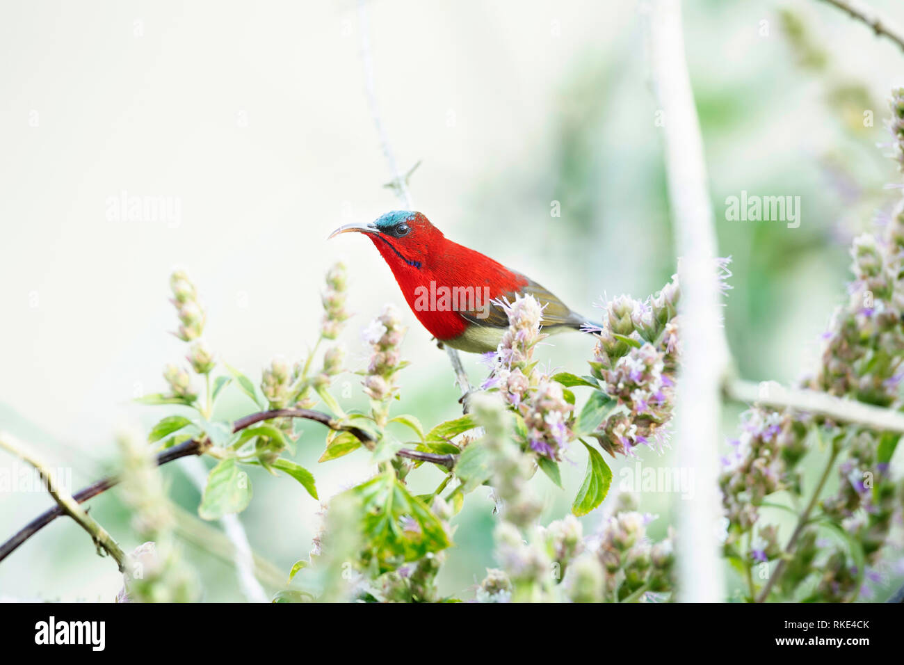 Crimson sunbird, Aethopyga siparaja, Jim Corbett National Park, Uttarakhand, Indien Stockfoto