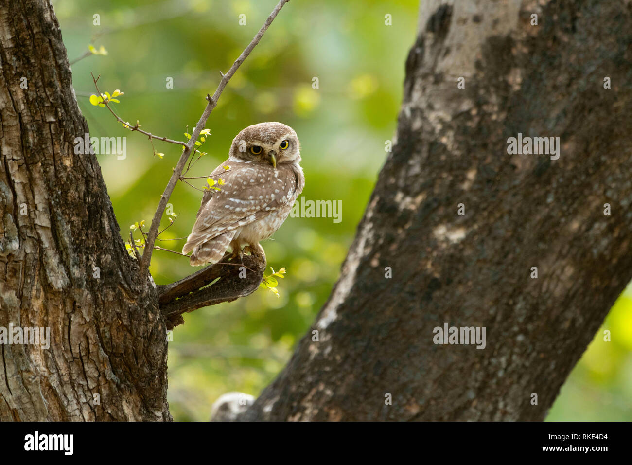 Gefleckte owlet, Athene Brama, Ranthambore Tiger Reserve, Rajasthan, Indien Stockfoto