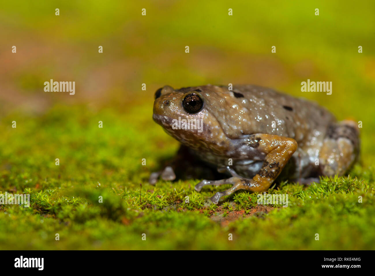 Ramanella anamalaiensis Arten von Schmal-Mouthed Frog in Südindien, Sharavati, Karnataka, Indien Stockfoto