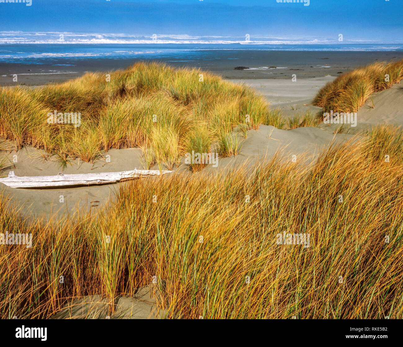 Clam Strand, Little River State Beach, Humboldt County, Kalifornien Stockfoto