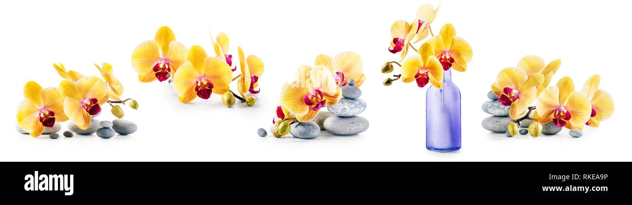 Orchidee Blumen, Vase und spa Steine Sammlung auf weißem Hintergrund. Blumenschmuck. Floral Design Stockfoto