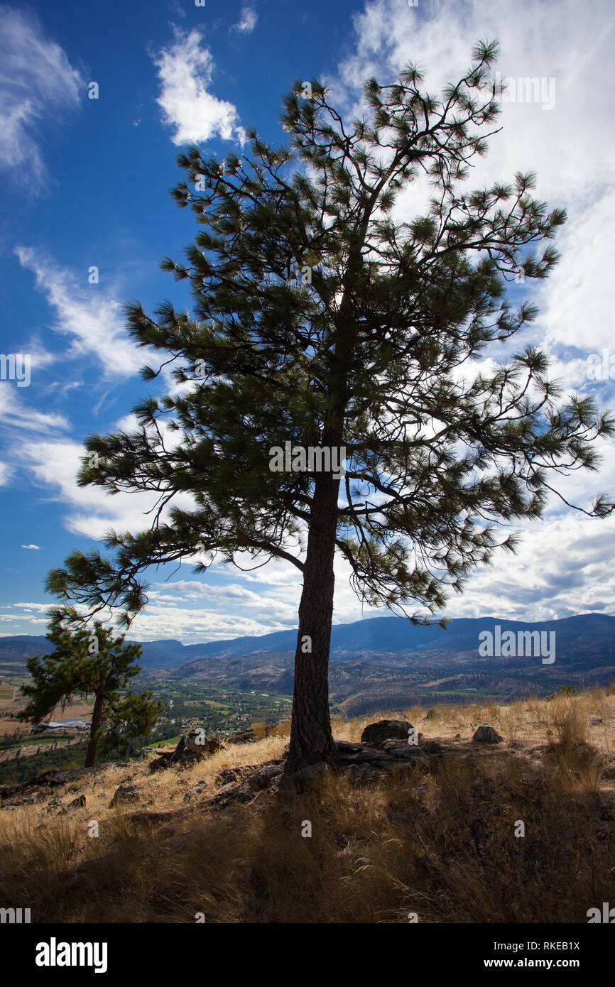 Oliver, Okanagan, British Columbia, Kanada Stockfoto