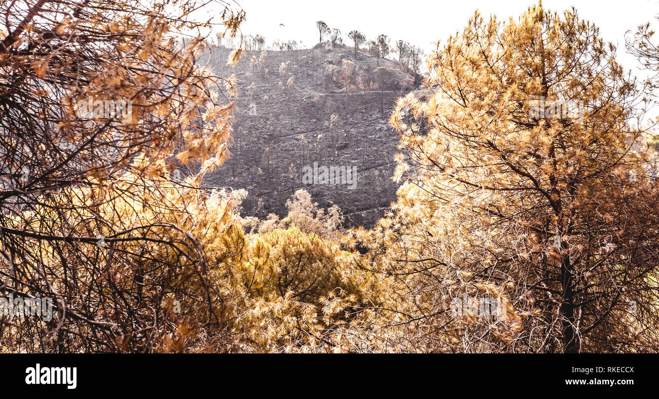 Wald von Kiefern fast durch einen Brand in den Vordergrund und Asche Wald im Hintergrund Verbrannt Verbrannt Stockfoto