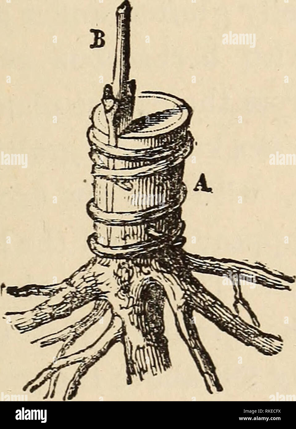 . Die Kunst der Veredelung und angehende. Pfropfen. Veredelung und angehende. 125 2. Das Pfropfen auf einem separaten Root. Im contra - Unterscheidung der Methoden, die nur aufgezählt, in denen die Lager ist die Wurzel der Pflanze, ist übertragen, in der die derzeitigen Lagerbestände und Scion werden aus verschiedenen Pflanzen getroffen werden. Die Aktie ist entweder ein Teil der Wurzel oder einem Schaft nach unten nah an der Wurzel, aber nicht unterhalb des Halses. Das Pfropfen auf einem Fragment eines Gejohle. Die bignonia, der Baum paBony und die glyzinien sollte im Frühjahr eingepflanzt werden, bevor der Fluss der SAP oder im August. Ein Fragment eines Root gepfropft (bignonia). Stockfoto