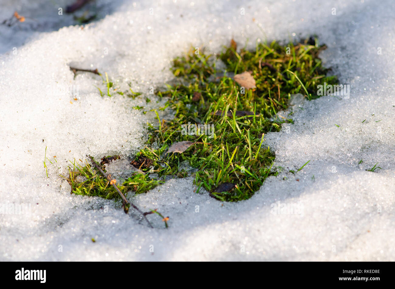 Tauwetter, Schnee und Eis schmelzen, Sonne, Licht und Federrückstellung, Gras, Nahaufnahme Stockfoto