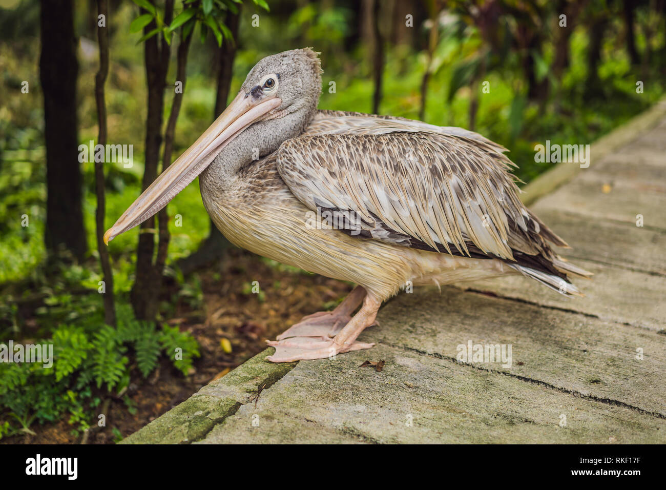 Pelikan Spaziergänge entlang der Pfad im Park große weiße oder Eastern White Pelican, rosa oder weiße Pelikan. Es Rassen aus Südosteuropa durch Asien Stockfoto