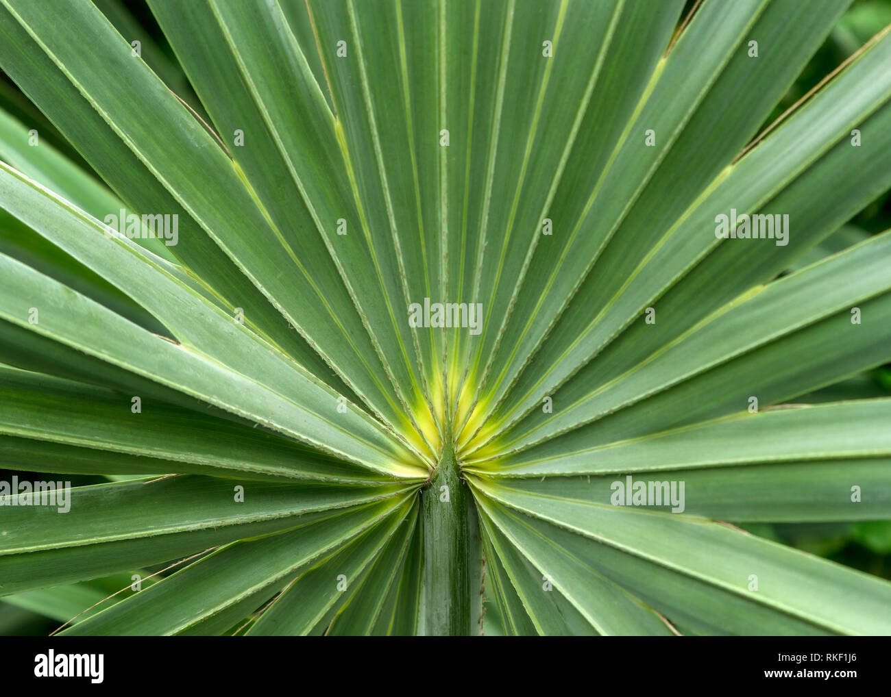 Wunderschöne pflanze Blatt im Botanischen green house, Sugar palm leaf detail Muster Stockfoto