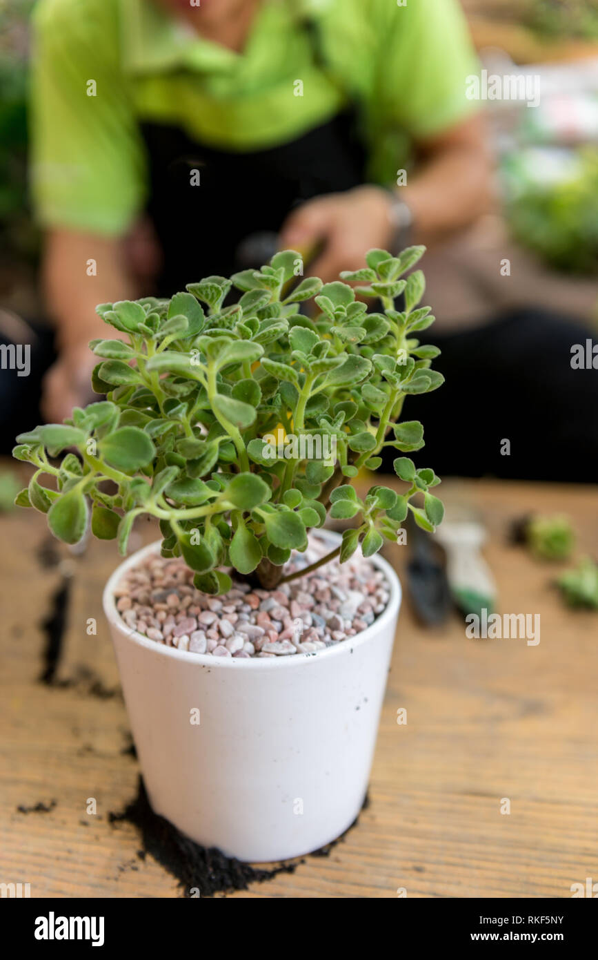 Wunderschöne Pflanze auf den Topf mit voller weißem Kies Stockfotografie -  Alamy