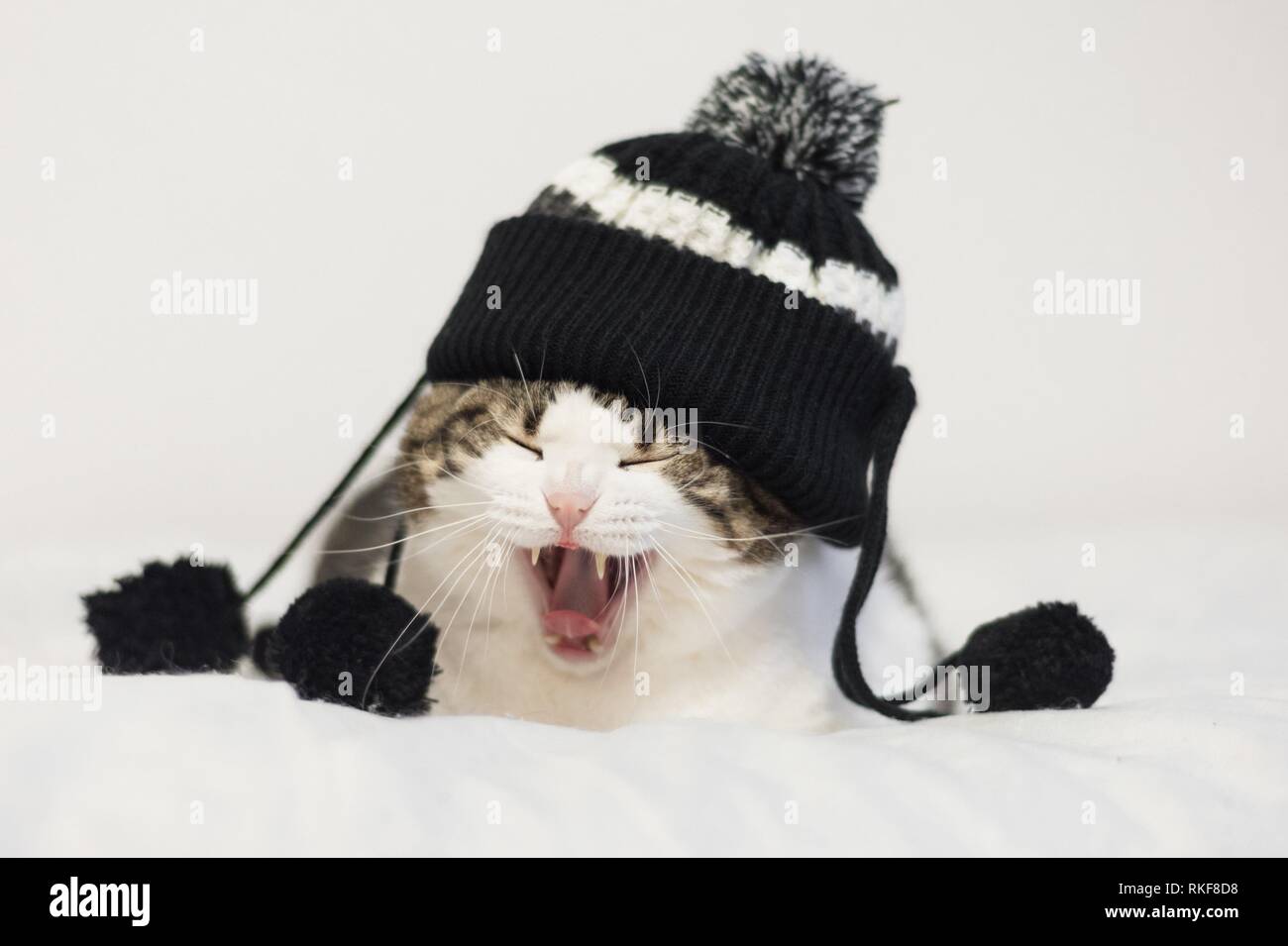 Lustige Katze Gähnen bereit zu schlafen, trägt eine warme Mütze mit pompon. Liegen auf einer Decke. Winter Konzept. Stockfoto