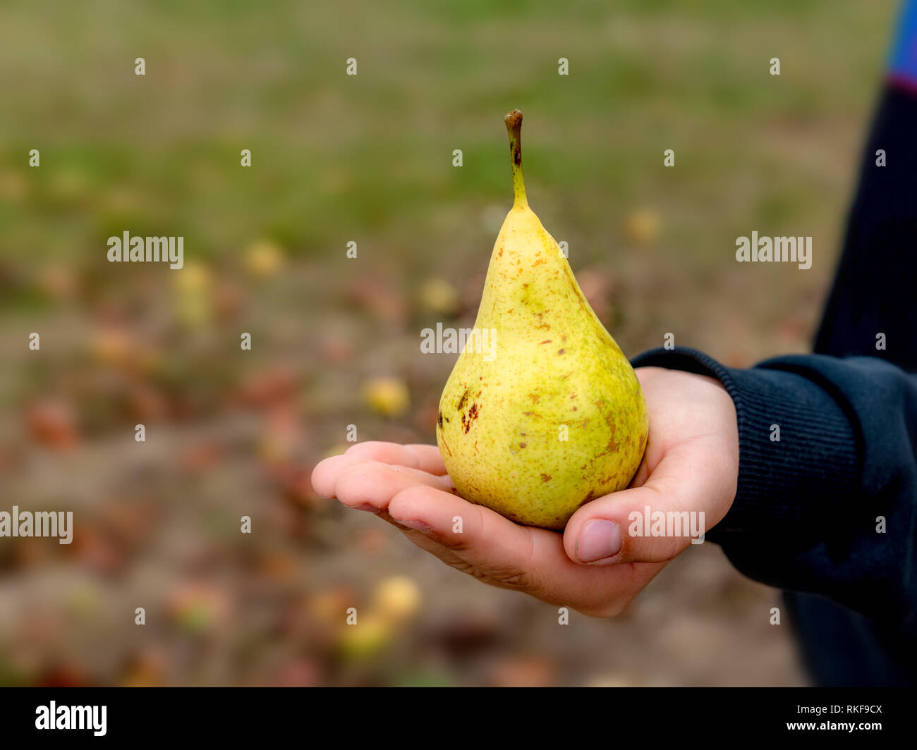 Gelbe Birne reif steht aufrecht in der Hand eines Kindes vor unscharfen Hintergrund Stockfoto