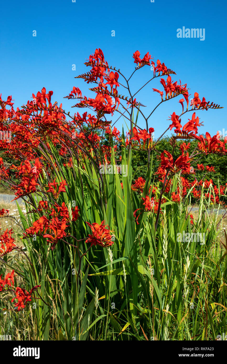 Bunte Crocosmia wild wachsen an der Küste neben Braye Bay auf Alderney. Stockfoto