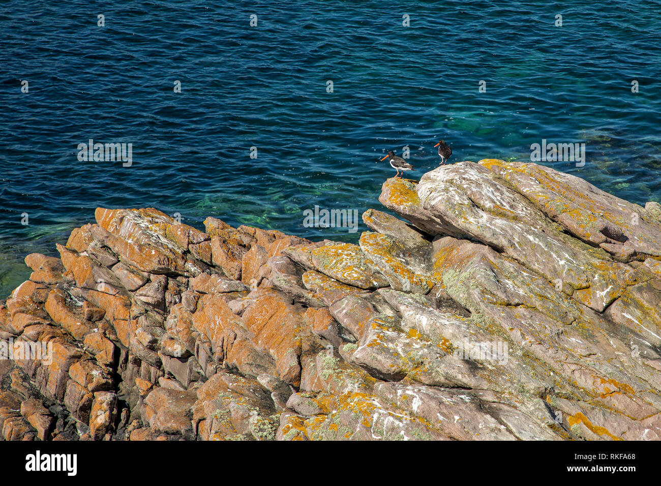 Die alderney Küsten- und Seevögel neben La Petite Folie auf Alderney. Stockfoto