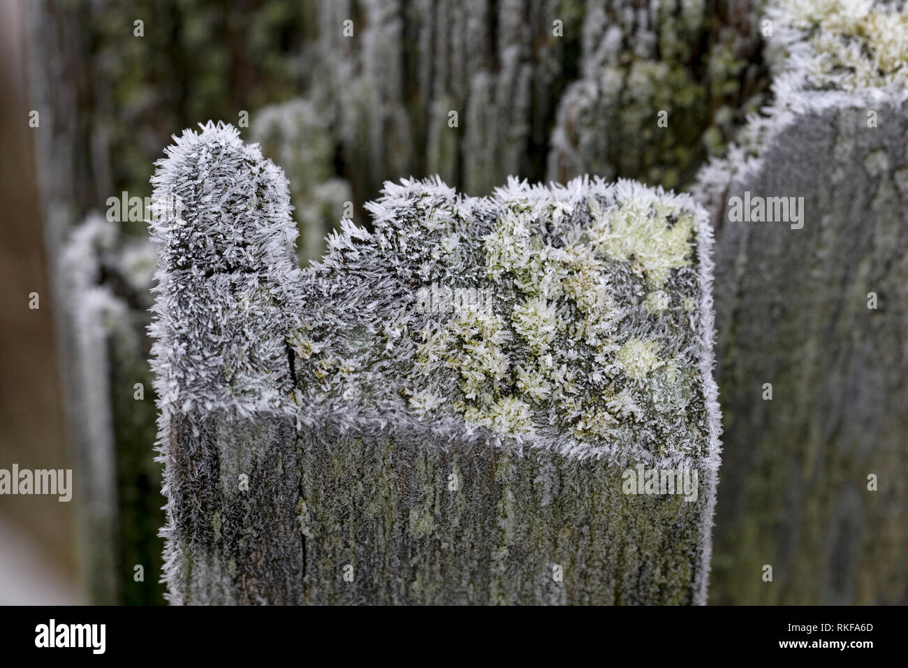 Raureif Stockfoto
