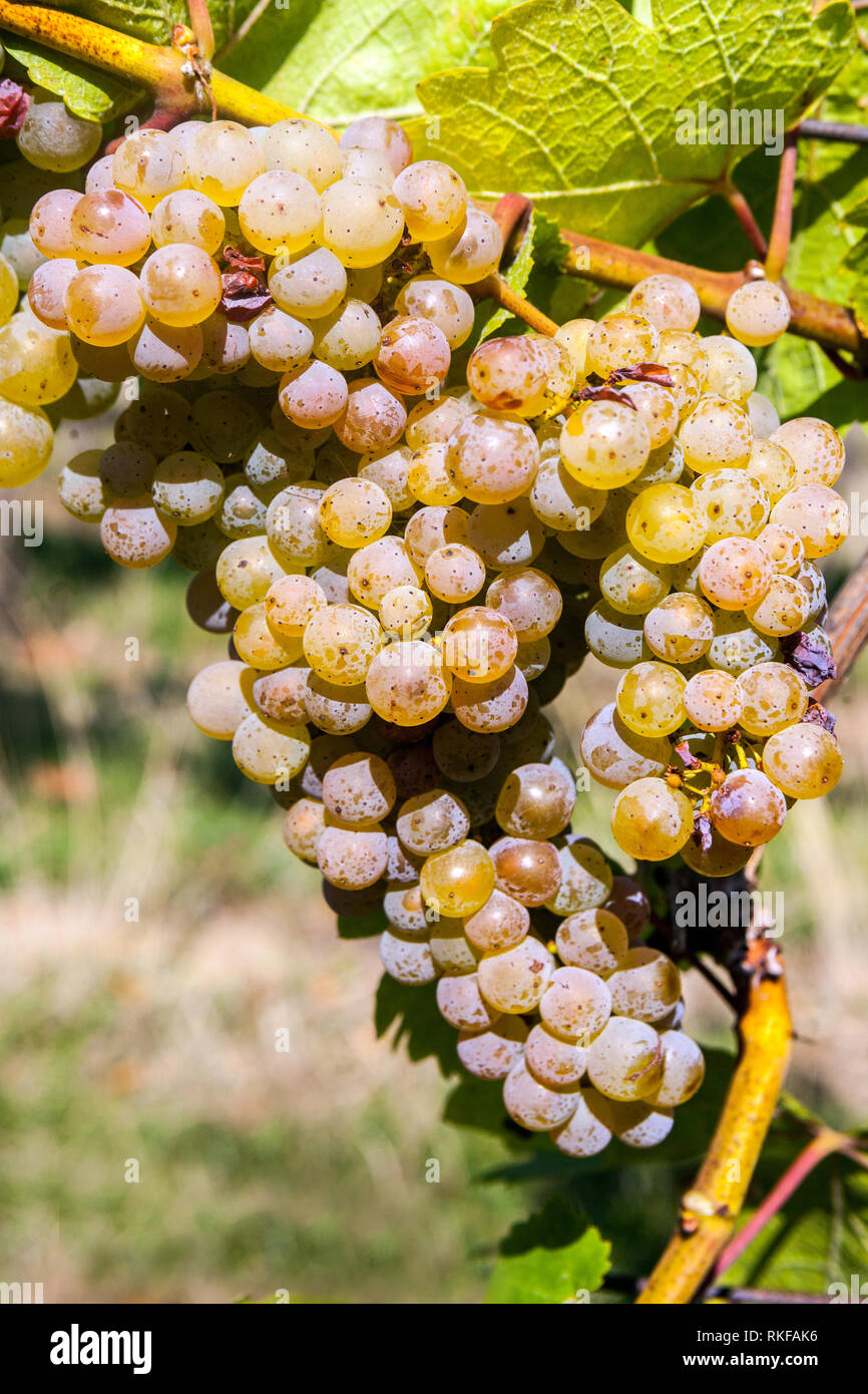 Reifung der Trauben auf dem Weinstock Trauben auf dem Weinstock Europa Trauben in der Pflanze Weißwein Trauben Stockfoto