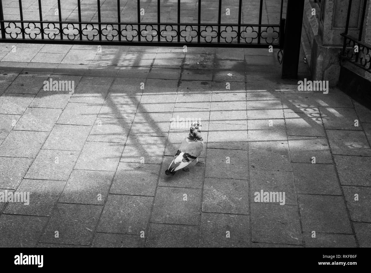 Eine Taube auf dem Bürgersteig in der Altstadt von Valencia, Spanien. Stockfoto