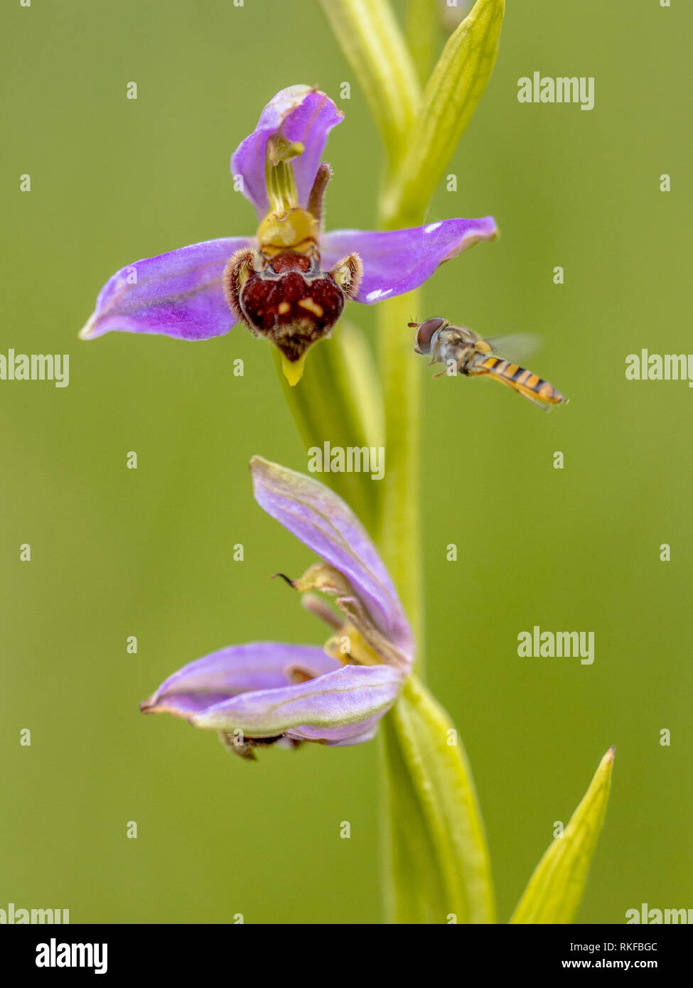 In der Nähe von Hoverfly Bienen-ragwurz (Ophrys apifera) Zwei rosa Blumen mimicing humblebee Insekten die Blume zu polinate. Auf verschwommenes grün Hintergrund Stockfoto