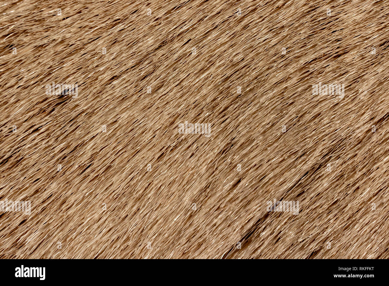Rentier Fell Hintergrund Textur. Natürliches Material Muster. Stockfoto