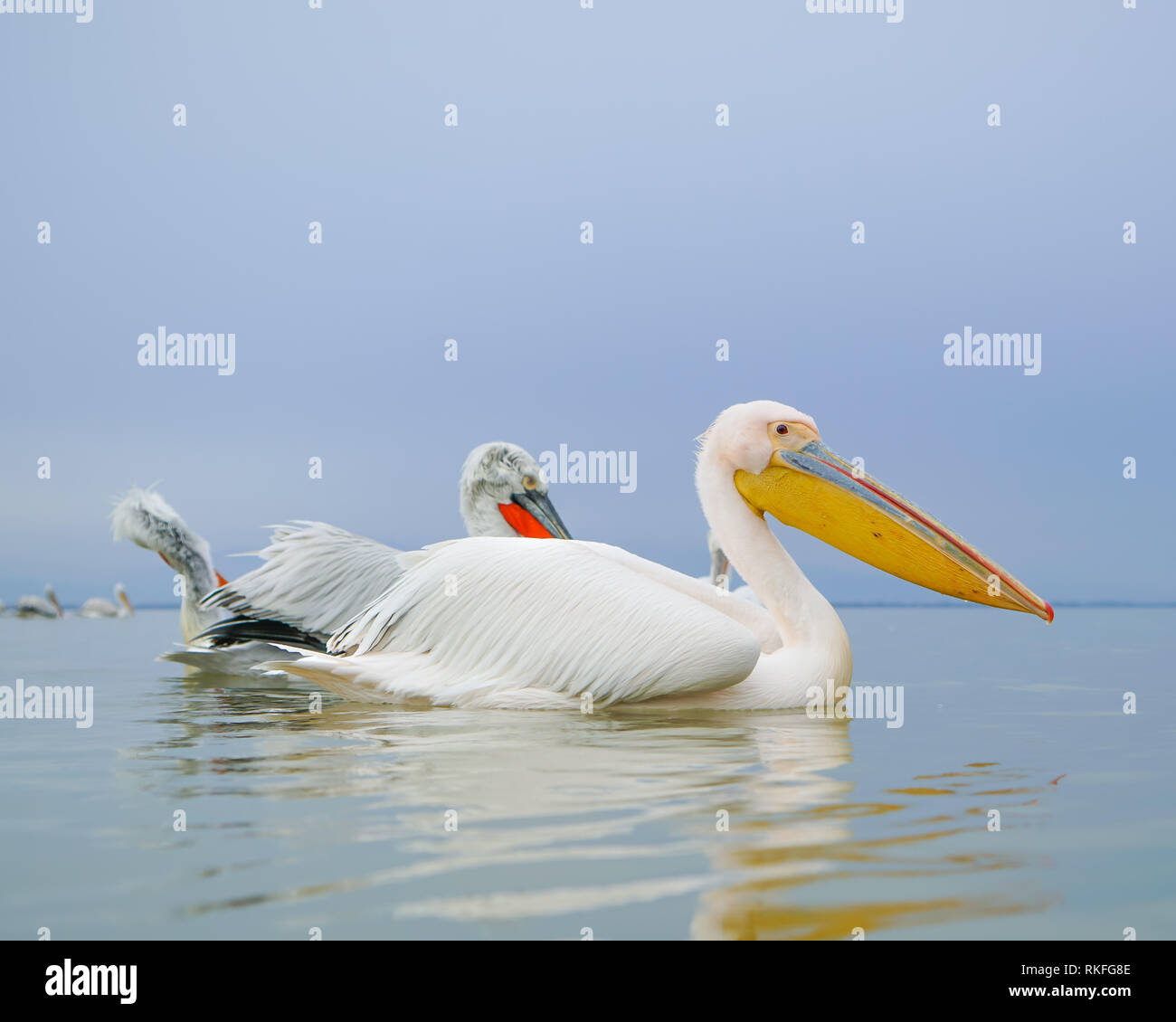 Pellican begann auf dem Kerkini See in Griechenland Stockfotografie Alamy