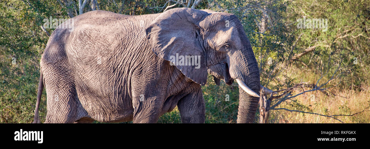 Afrikanischer Elefant, Südafrika Stockfoto