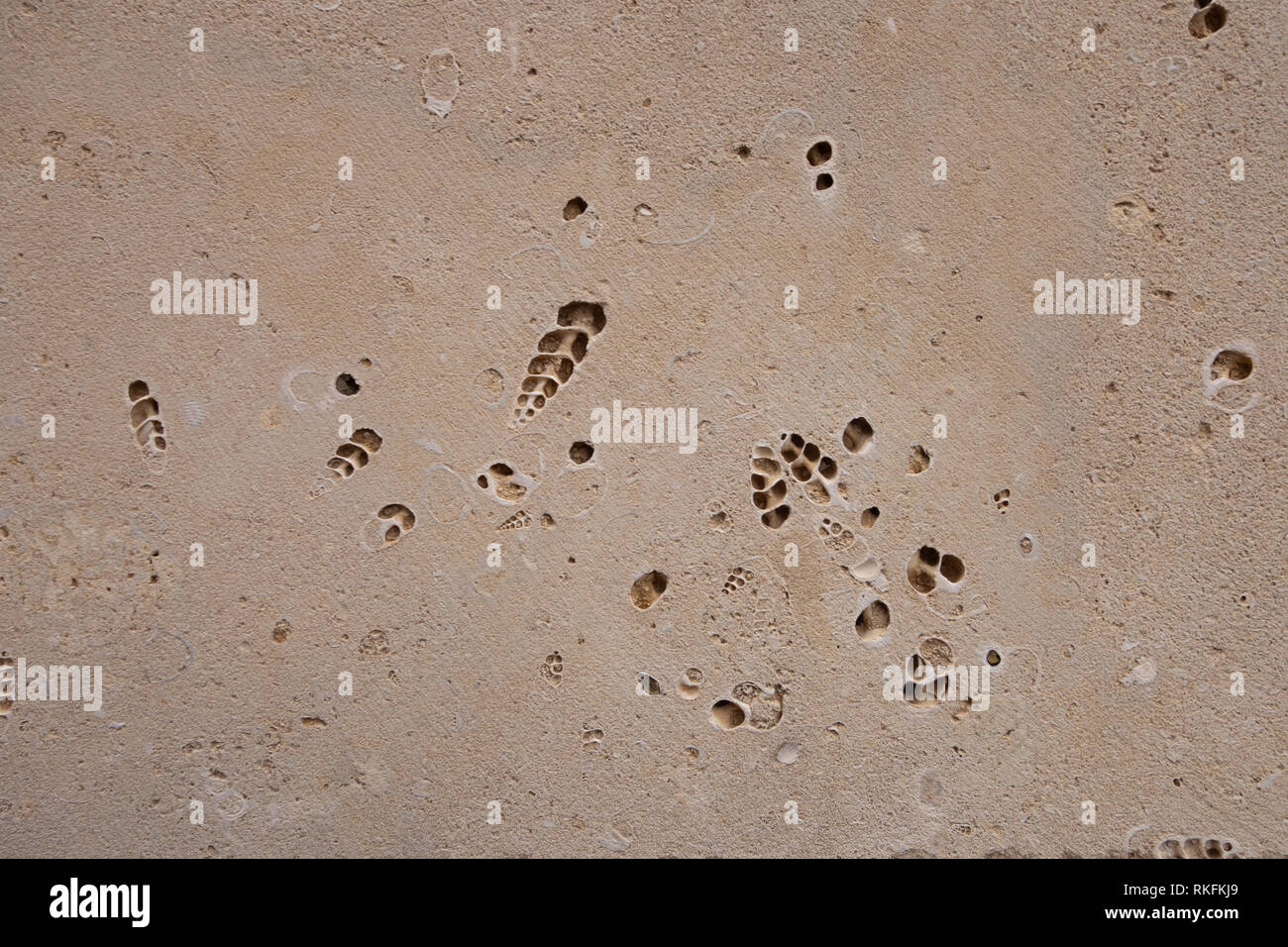 Coquina Hintergrund alten Fossilen. Bausteine aus Sandstein. Grobe Textur von Backsteinen aus Sand und Muscheln Stockfoto