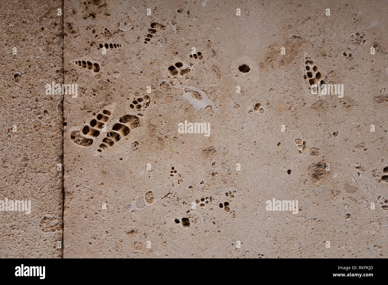 Coquina Hintergrund alten Fossilen. Bausteine aus Sandstein. Grobe Textur von Backsteinen aus Sand und Muscheln Stockfoto